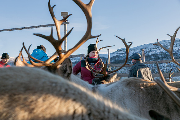 Ristin Kant, reportasje om samene i Trollheimen, UkeAdressa 2024