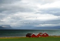 Birds flee/Fugleflukt